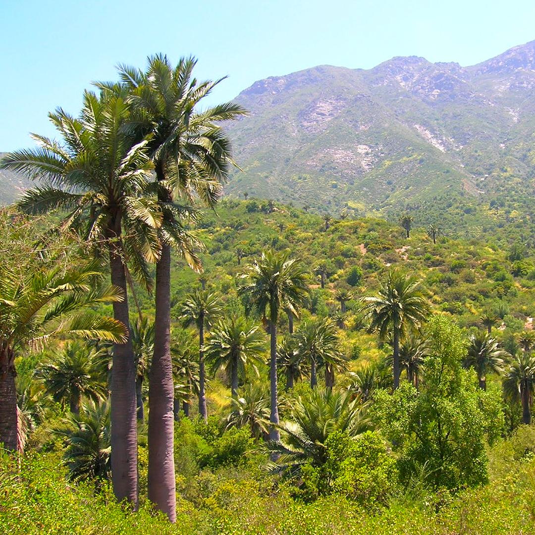 La Campana - Sector Palmas de Ocoa - 1