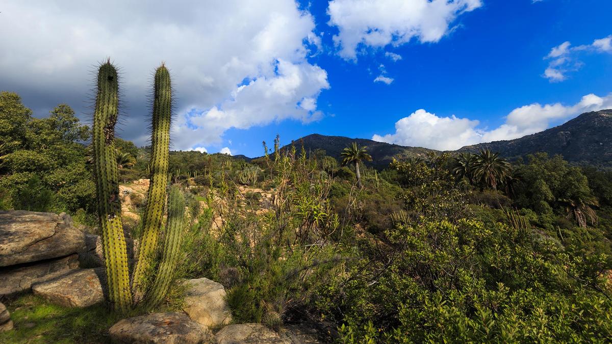 La Campana - Sector Palmas de Ocoa - 2