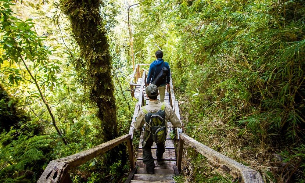 Alerce Costero Sendero Mirador Mañana