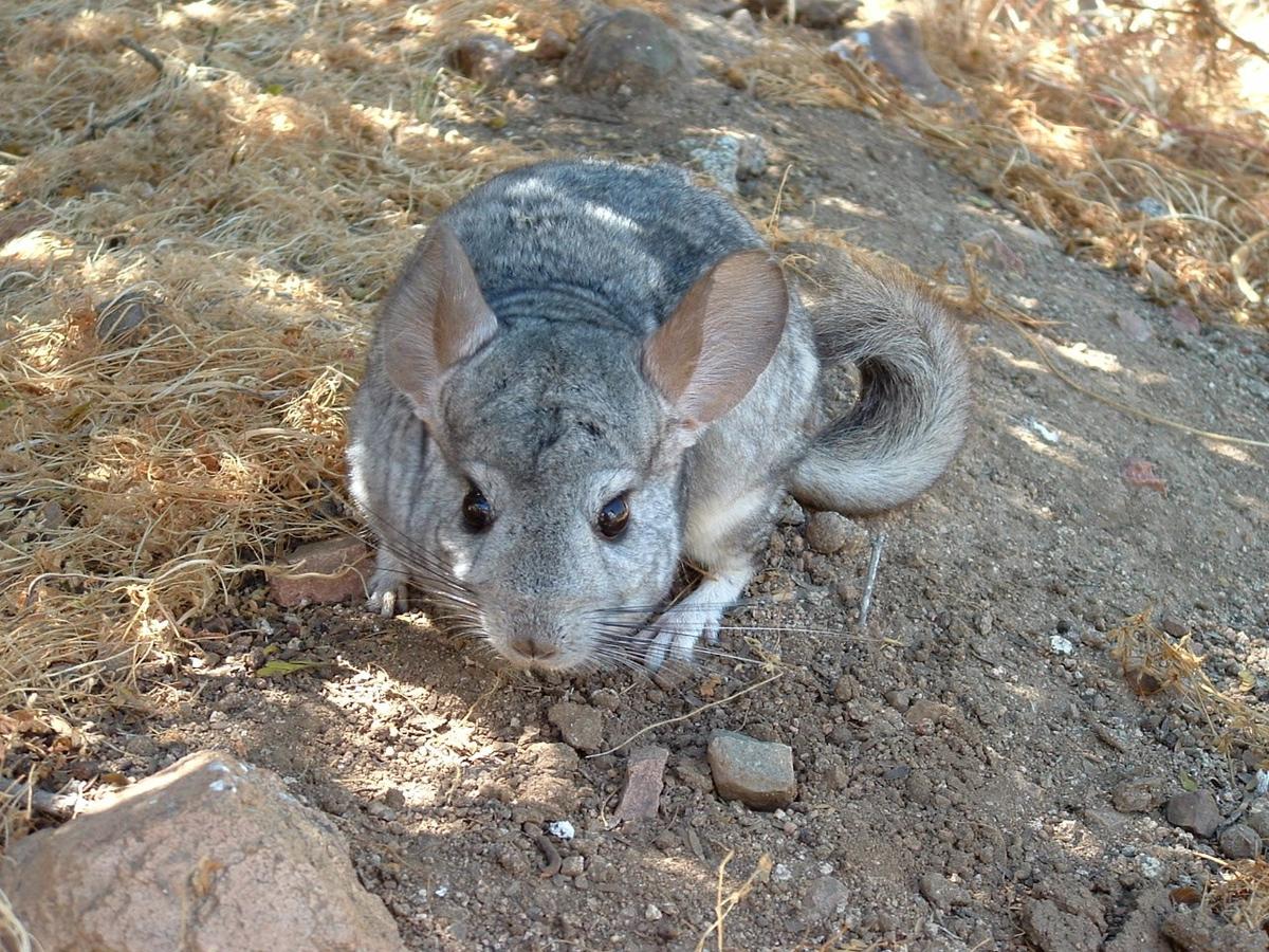 Las Chinchillas - 2